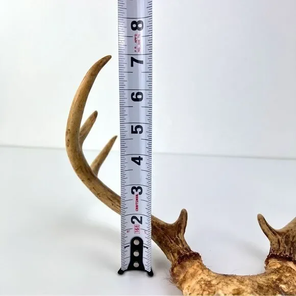 Vintage Deer Antler 7 Point Buck Skull Cap